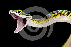 Parrotsnake (Leptophis ahaetulla)