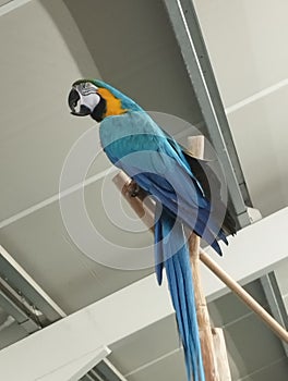 A Parrott Indoors, Blue, Yellow and White Colours