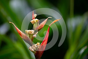 Parrotâ€™s Beak or False Bird of Paradise, Red heliconia under the rain. Also known with name parrot's beak, parakeet flower,