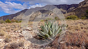 Parry`s agave Agave parryi in south New Mexico