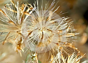 Parry`s Rabbitbrush in Arizona Desert