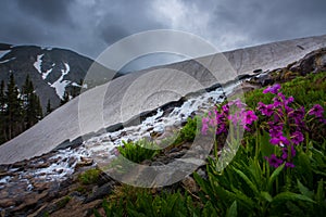 Parrys Primrose Primula parryi flowers Melting Glacier Snow near