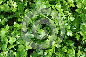 Parsley photo