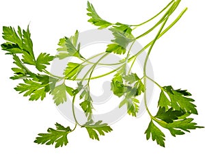 Parsley