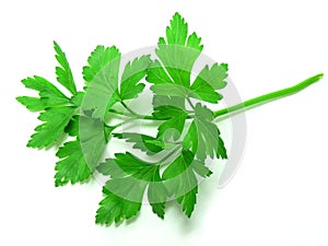 Parsley photo