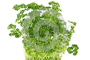 Parsley