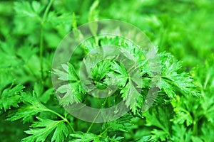 Parsley background