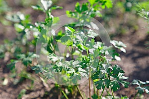 The parsley on the bed in the garden in the summer