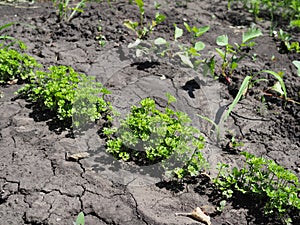 Parsley on bed in vegetable garden. Teleobjective shot with shalow DOF