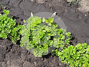 Parsley on bed in vegetable garden. Teleobjective shot with shalow DOF photo