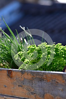 parsley Chives Herbs in Urban spring garden