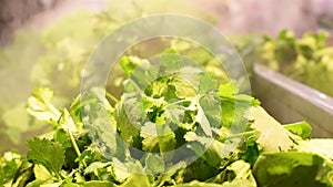 Parsley cilantro under humidification system in open refrigerator close-up