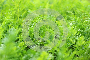 Parsley close up. Petroselinum crispum. Background of greenery