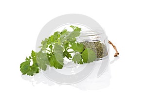 Parsley, culinary aromatic herbs.