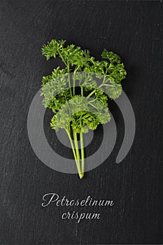 Parsley on dark slate with text: Petroselinum crispum