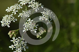 Parsley flower. Anthriscus sylvestris. Green background
