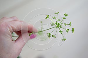 parsley flower, flower in hand