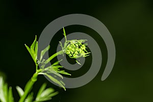 Parsley flower in nature