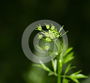 Parsley flower in nature