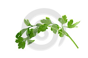 parsley fresh herb isolated on a white background