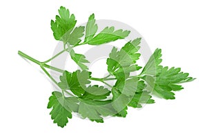 Parsley