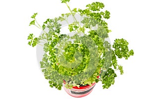 Parsley