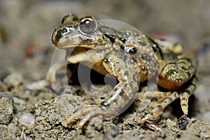 Parsley frog (Pelodytes punctatus) close to Rivas del Jarama, Madrid photo