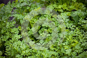 Parsley or garden parsley Petroselinum crispum, species of flowering plant in the family Apiaceae