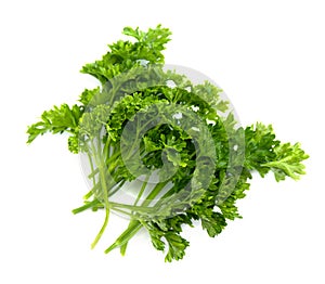 Parsley or garden parsley Petroselinum crispum on white background