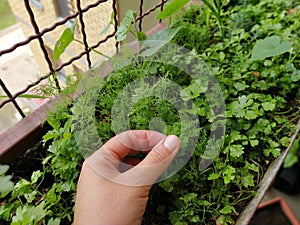 Parsley, or garden parsley Petroselinum crispum is species of flowering plant in the family Apiaceae. A young shoot of photo