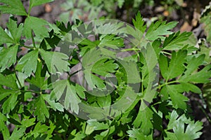 Parsley. Gardening. Petroselinum crispum, biennial herb