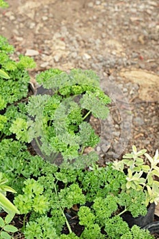 Parsley green on trees in the garden.