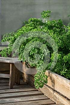  parsley in the greenhouse