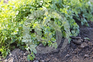 Parsley growing in a garden