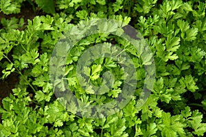 Parsley growing in the garden. Petroselinum. Close-up parsley leaves. Growing herbs