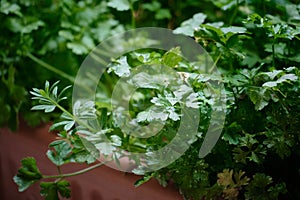 Parsley grows at balcony flowerpots