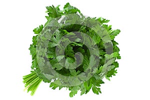 Parsley herb bunch