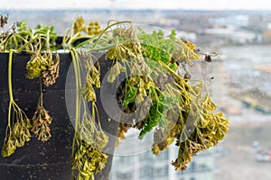 Parsley herb drying out, in winter, dying parsley, with yellow and brown leaves