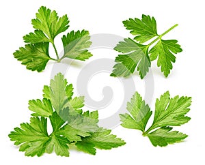 Parsley herb isolated