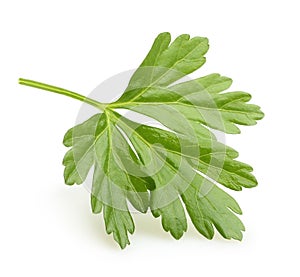 Parsley herb isolated