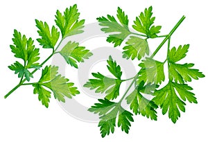 Parsley herb. Isolated on white background photo