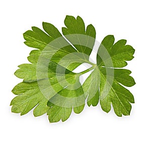 Parsley herb isolated