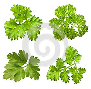 Parsley herb isolated