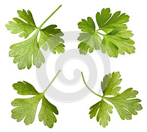Parsley herb isolated