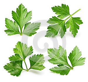 Parsley herb isolated