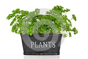 Parsley Herb Plant