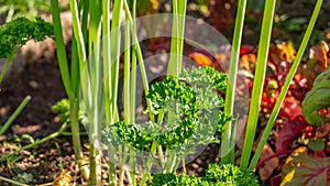 Parsley herb and spring onions growing in a companion planting permaculture garden bed in a home hobby garden, next to red Swiss