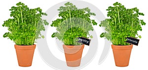 Parsley herbs