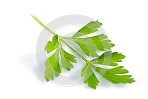 Parsley isolated