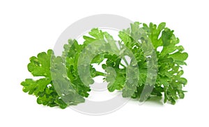 Parsley isolated on white